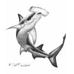 Black n White Shark