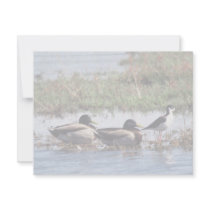 Black necked Stilt and Mallards invitations