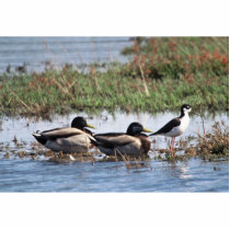 Black necked Stilt and Mallards photo sculptures