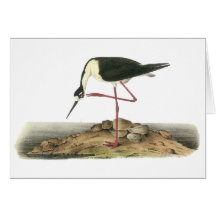Black-Necked Stilt, John Audubon Greeting Card