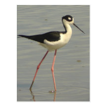 Black-necked Stilt Postcard