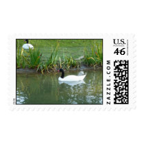 Black Necked Swan Postage stamps