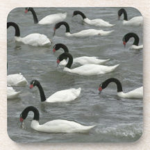 Black-necked swans (Cygnus melancoryphus) on Drink Coasters