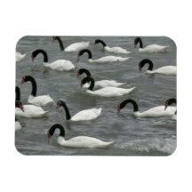 Black-necked swans (Cygnus melancoryphus) on Rectangular Magnet