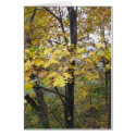 Black Oak cards