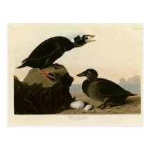 Black or Surf Duck Post Cards