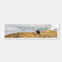 Black Oystercatcher Bumper Stickers