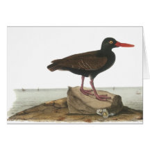 Black Oystercatcher, John Audubon Cards