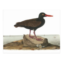 Black Oystercatcher, John Audubon Postcard