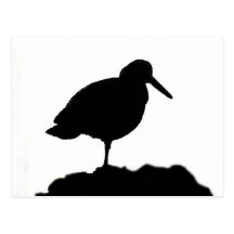 Black Oystercatcher Postcard