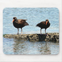 Black oystercatchers mousepad