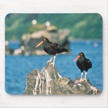 Black oystercatchers mousepads
