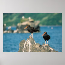 Black oystercatchers poster