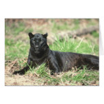 Black Panther Card