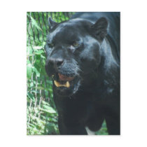 Black Panther Cat  Postcard