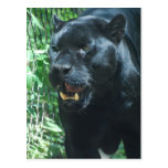 Black Panther Cat  Postcard