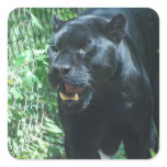 Black Panther Cat Stickers