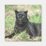 Black Panther Fridge Magnet