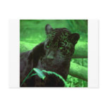 Black Panther Jaquar on Green Postcards