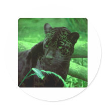 Black Panther Jaquar on Green Sticker