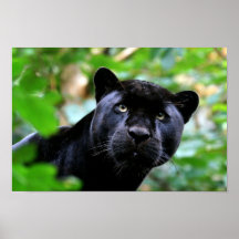 Black Panther Posters