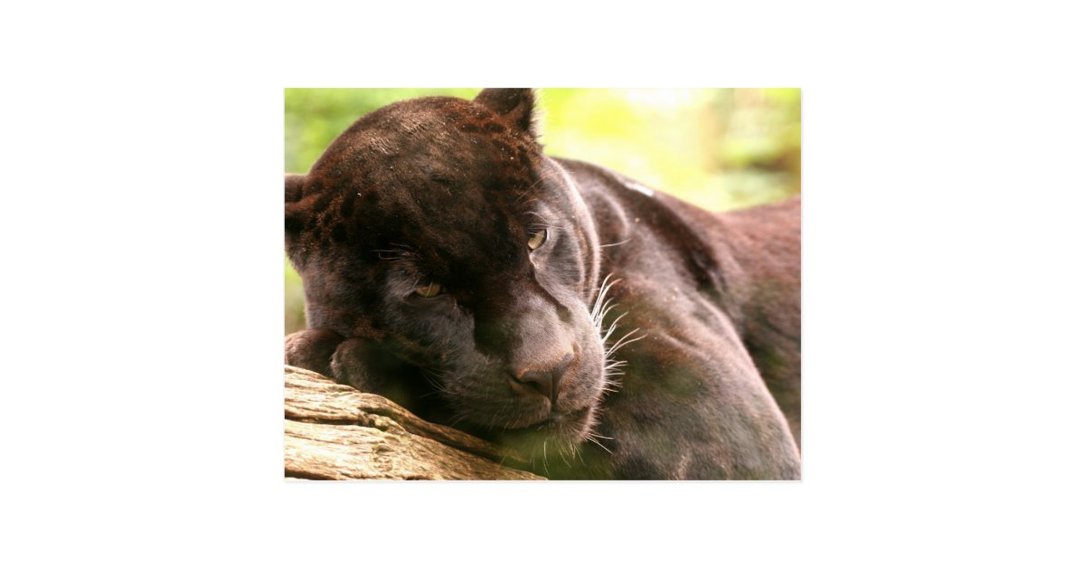 Black Panther Sleeping Postcard Zazzle