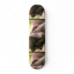 Black Panther Sleeping Skateboard