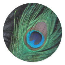 Black Peacock Feather Still Life Sticker