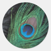 Black Peacock Feather Still Life Sticker