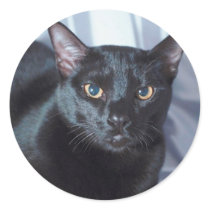 Black Pedigree Cat 1 stickers by mickeyelvis128 Black Pedigree Cat 1 stickers