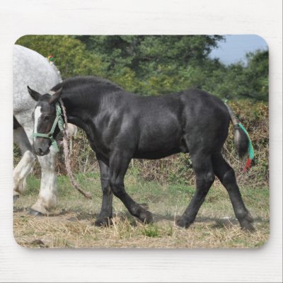 Black Percheron draft horse foal Mousepads by ruralfrance
