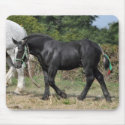Black Percheron draft horse foal mousepads