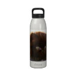 Black persian kitten drinking bottles