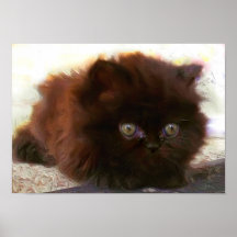 Black Persian Kitten Poster