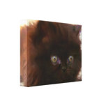 Black persian kitten stretched canvas print