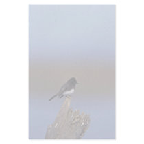 Black Phoebe stationery by animalpark Black Phoebe stationery