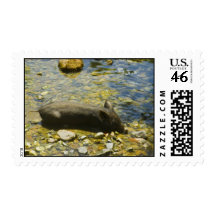 Black Pig Postage Stamps