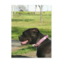 Black Pit Bull postcard