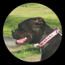 Black Pit Bull stickers