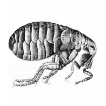 Black Plague fleas t-shirts by paleprudence Black Plague fleas t-shirts