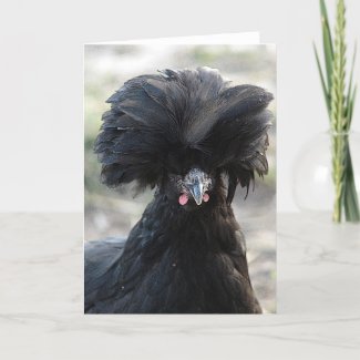 Black Polish Hen card
