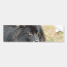 Black Pomeranian  Bumper Sticker