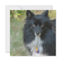 Black Pomeranian Dog Invitations