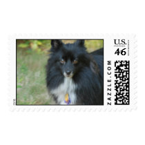 Black Pomeranian Dog Postage Stamp