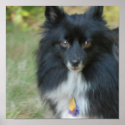Black Pomeranian Dog Posters posters