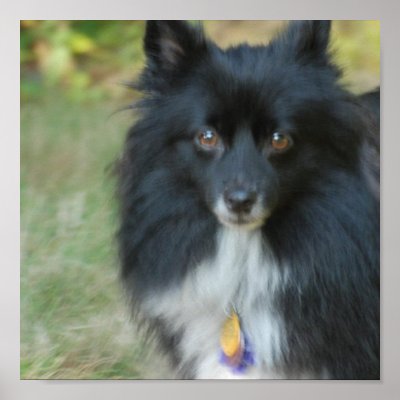 Black Pomeranian Dog Posters by DogPoundGifts