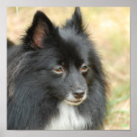 Black Pomeranian Poster
