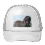 Black Pony Baseball Hat