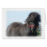 Black Pony Greeting Card