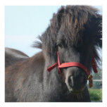 Black Pony Invitations